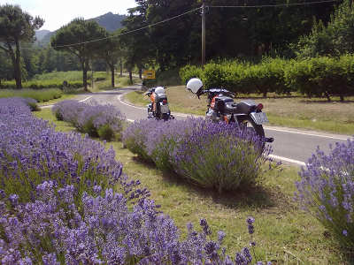 Via della Lavanda